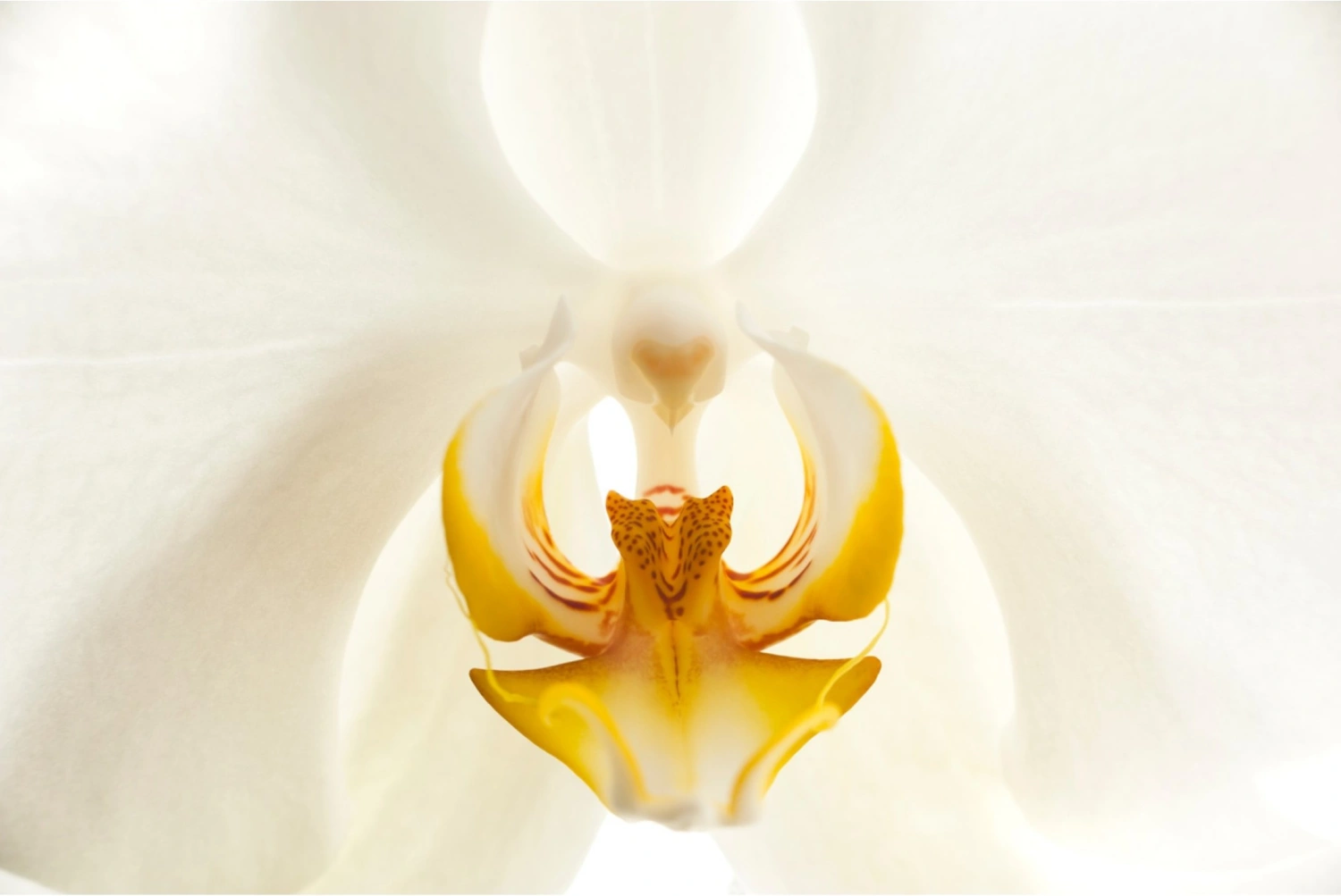 Blumen von Beatrix Kramer Endlich glücklich